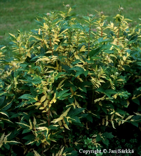 Filipendula ulmaria 'Variegata', niittymesiangervo